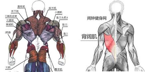 背後長毛|男人後背長毛好不好